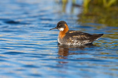 Red-necked Phalarope (Phalaropus lobatus) female, Iceland