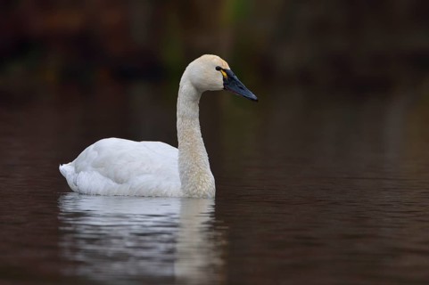 Tundra Swan (Cygnus columbianus)
