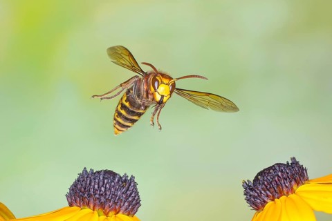 Hornet (Vespa crabro), in flight over the flowers of the yellow coneflower (Echinacea paradoxa) –
