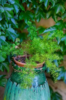 Ornamental asparagus (Asparagus densiflorus), Provence, France