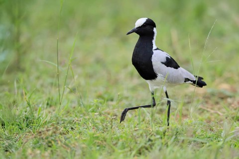 Black-headed Lapwing (Vanellus armatus), adult, foraging, Pilanesberg National Park, North West