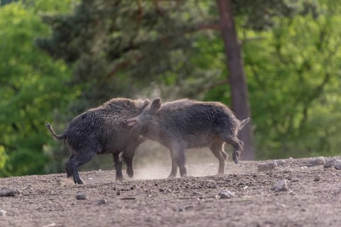 Two young wild boar or wild pig (Sus scrofa), play fighting on an opening, with a green forest in