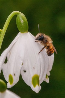 Apidae, bees, hymenoptera, osmia bicornis, osmia rufa, red mason bee, red mason bee, spring, high