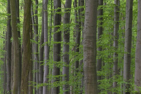 European beech (Fagus sylvatica), common beech trees in deciduous forest in spring