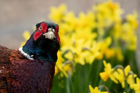 Common or Ringed-necked pheasant (Phasianus colchicus) adult male bird head portrait, England,