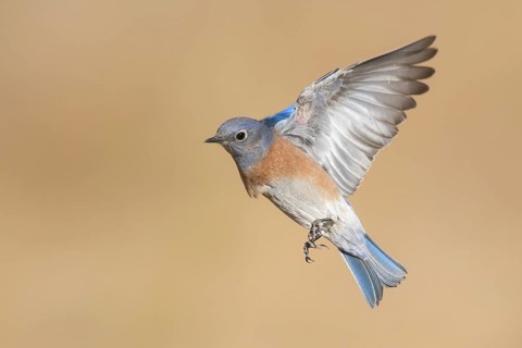 Western Bluebird (Sialia mexicana) flying, California, USA
