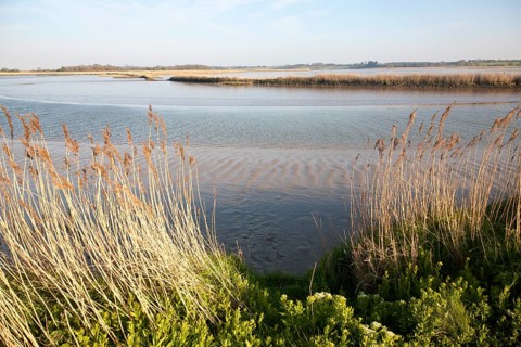 Reeds growing on the tidal estuary of the River Alde at Snape, Suffolk, England, United Kingdom