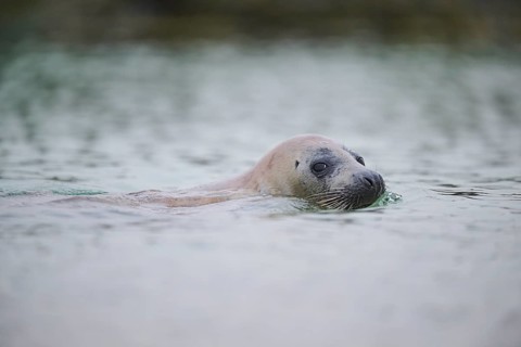 Grey seal (Halichoerus grypus) looking out of the water while swimming in the sea, Düne, Helgoland,