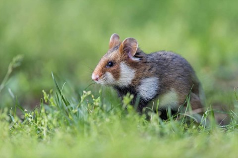 Field hamster, (Cricetus cricetus), animals, mammals, hamster, rodent, subfamily of hamsters,