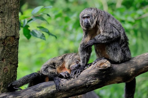 White-headed saki (Pithecia pithecia), adult, on tree, female, two females, South America