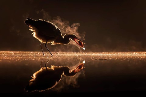 Grey heron (Ardea cinerea) fishing in haze, grazing light, backlight, foraging, cold winter