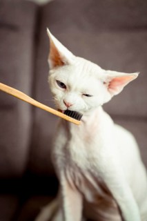 A curious devon rex cat interacts with a bamboo toothbrush, exploring it with its mouth. The