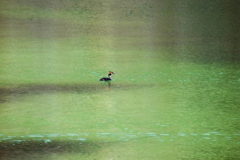 Great Crested Grebe (Podiceps Scalloped ribbonfish) swimming in the green water of the Schwansee,