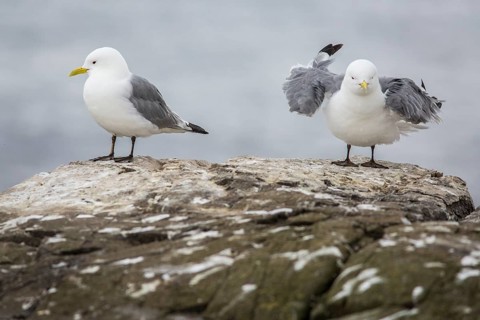Black-Legged Kittiwake (Rissa tridactyla), on a cliff, Farne Islands, United Kingdom