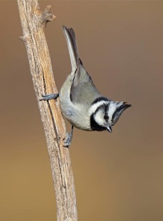 Bridled Titmouse (Baeolophus wollweberi), Arizona, USA