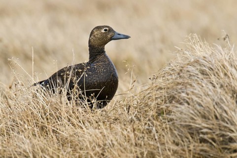 Steller's Eider (Polysticta stelleri) female, Alaska, USA