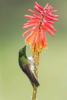 Buff-tailed Coronet (Boissonneaua flavescens) perched on a branch in Colombia, South America
