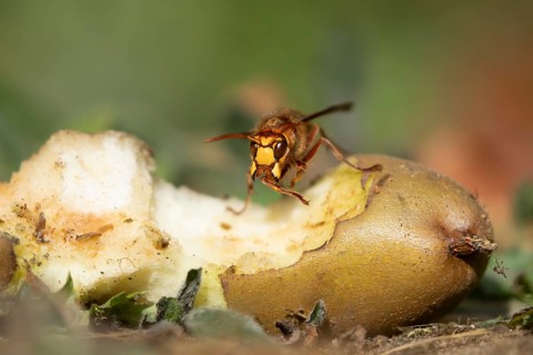 European hornet (Vespa crabro) adult insect on a fallen pear fruit in a garden in summer, England,