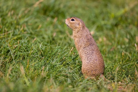 A European ground squirrel (Spermophilus citellus) or European souslik stands erected in green