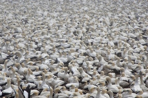 Cape Gannet (Morus capensis), South Africa
