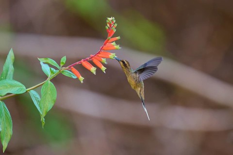 Hummingbird in the air near an orange flower looking for nectar, long-billed shadow hummingbird