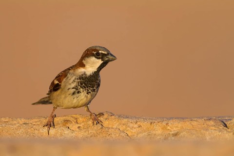 House Sparrow - Haussperling - Passer domesticus ssp. tingitanus, adult male, Morocco