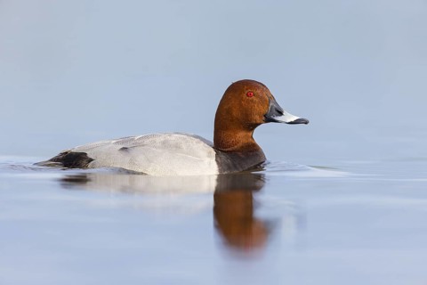 Pochard, (Aythya ferina), Anas ferina, animals, birds, duck birds, swimming in water, foraging,