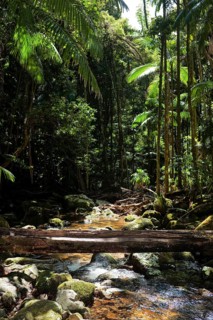 Australian jungle, river, rainforest, jungle, flora, vegetation, nature, tropics, tropical,