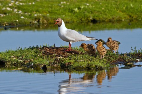 Black-headed Gull (Chroicocephalus ridibundus) with chicks at nest, Texel, Netherlands