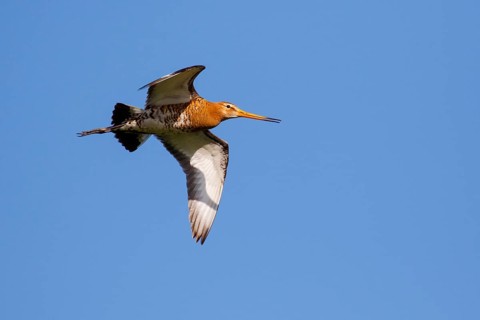 Black-tailed Godwit (Limosa limosa) flying, Netherlands