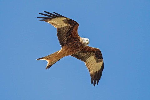 Red Kite (Milvus milvus) flying, Hesse, Germany