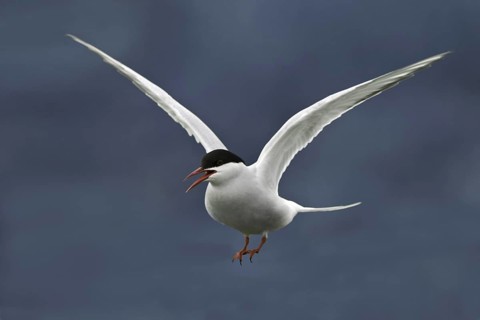Arctic Tern (Sterna paradisaea) flying, Iceland