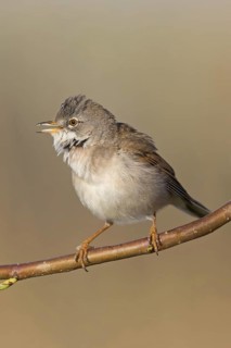 Whitethroat, (Sylvia communis), songbird, animals, birds, genus. of Curruca, NSG Der Spieß,