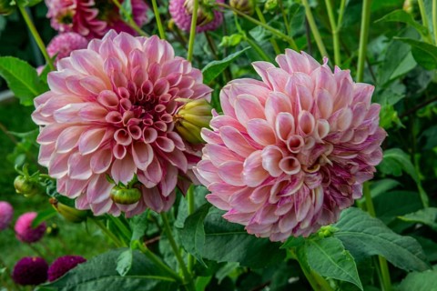 Flowering Dahlias (Dahlia), variety KAs Cafe Mauve in the Dahlia Farm in Löderup, Ystad