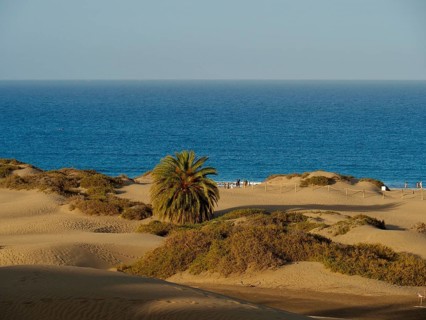Sandy coastal landscape with a palm tree and sea views, Maspalomas dunes, Gran Canaria, Spain