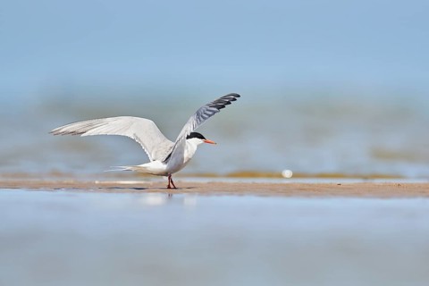 Elegant tern (Thalasseus elegans) landing on a sandbank, ebro delta, Catalonia, Spain