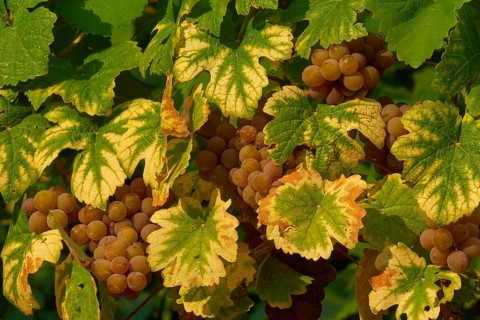 Ripe Gewürztraminer grapes hanging on vines, surrounded by green-yellow leaves, Miltenberg