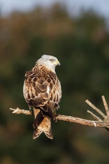 Red Kite (Milvus milvus), perched on a branch, Castile and Leon, Spain