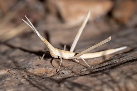 Field grasshopper (Acrida turrita), well camouflaged in dry grass, camouflage, Namib-Naukluft Park,