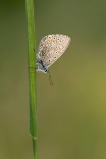 Icarusblauwtje, Common Blue, Polyommatus icarus
