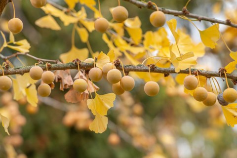 Maidenhair tree (Ginkgo biloba), Germany