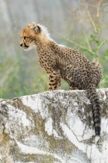 Cheetah (Acinonyx jubatus) youngster sitting on a rock, captive, occurrence Africa