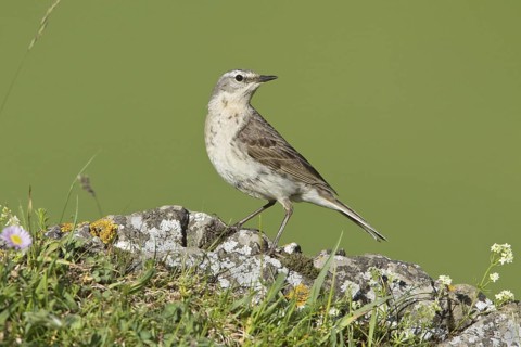 Water Pipit (Anthus spinoletta), Liechtenstein
