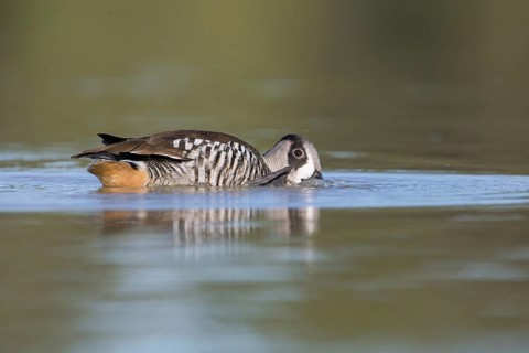 Pink-eared Duck (Malacorhynchus membranaceus), Victoria, Australia