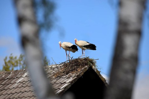 White stork, (Ciconia ciconia), Two white storks on a roof, Baden-Württemberg, Germany