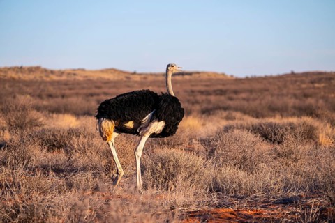 Male common ostrich (Struthio camelus), Kgalagadi Transfrontier National Park, Northern Cape, South
