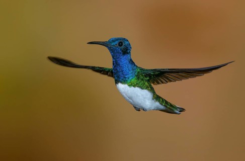 White-necked Jacobin (Florisuga mellivora) - at the Nature Pavilion in La Virgen, Costa Rica