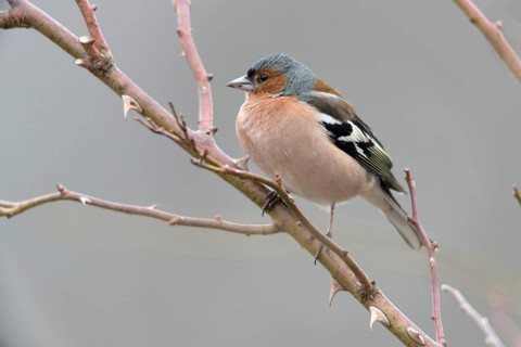 Chaffinch, Fringilla Coelebs, Birds, Male, Passeri, Songbirds, Birds
