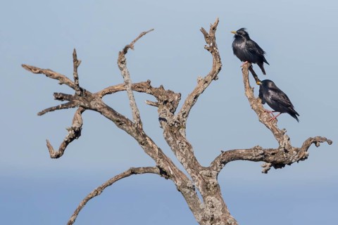Spotless Starling - Einfarbstar - Sturnus unicolor, Spain, adult