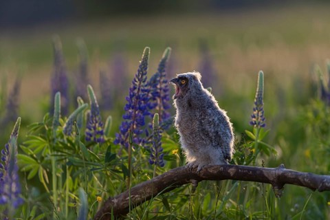 One young long-eared owl (Asio otus), sitting on a branch that is lying in a field of flowering